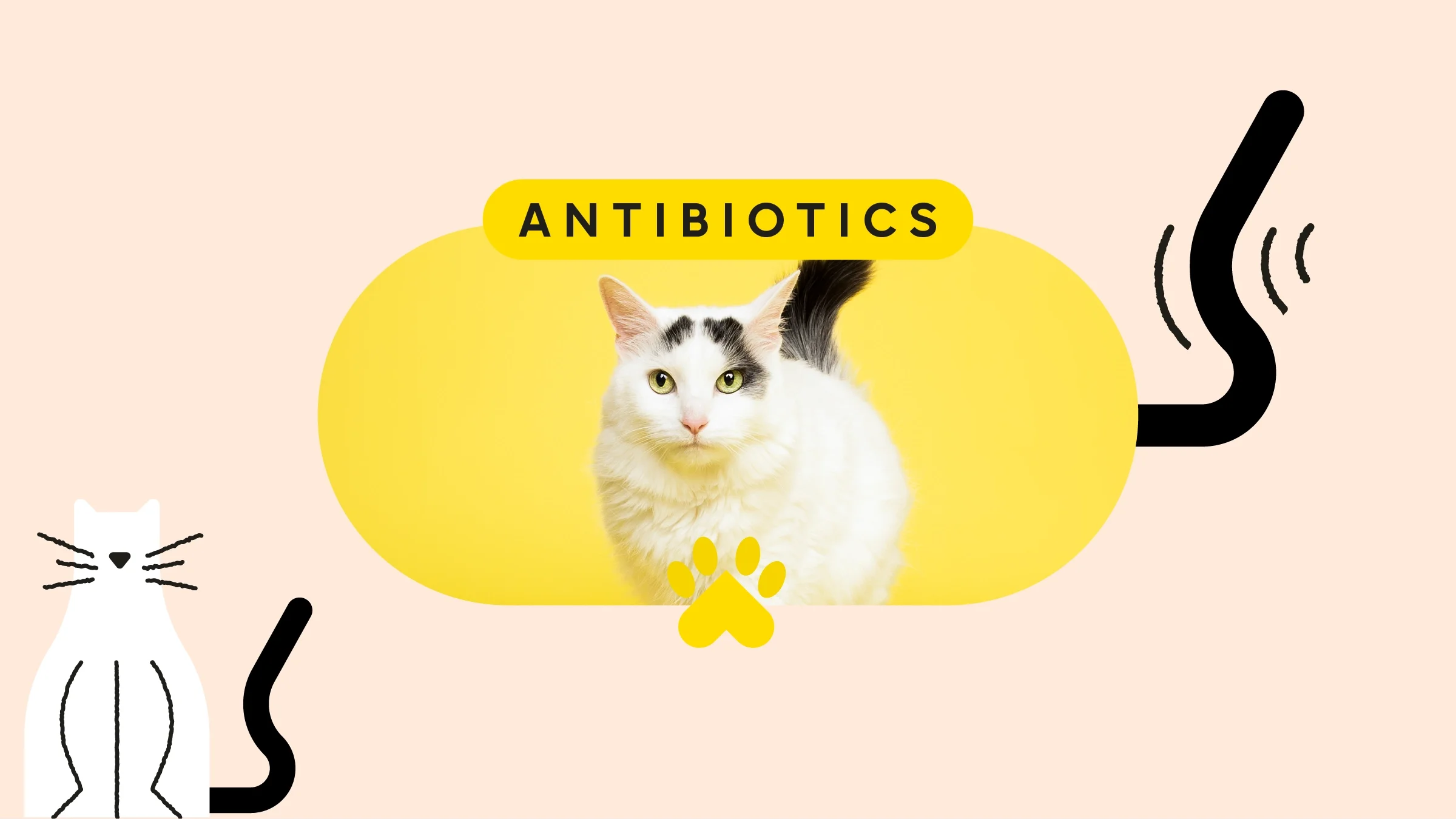 Custom graphic with a pill shaped framed image of black and white cat on a yellow background. On top the text reads: “Antibiotics.” There is an illustration of a cat sitting on the bottom left corner. And there is a wagging tail illustration on the right of the center image. 