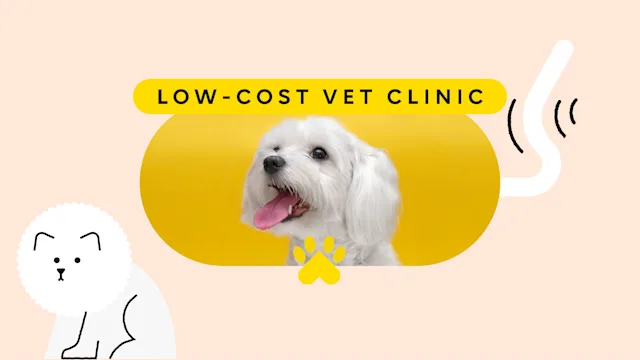 Patient Experiences: pet care special low cost vet pet featured image