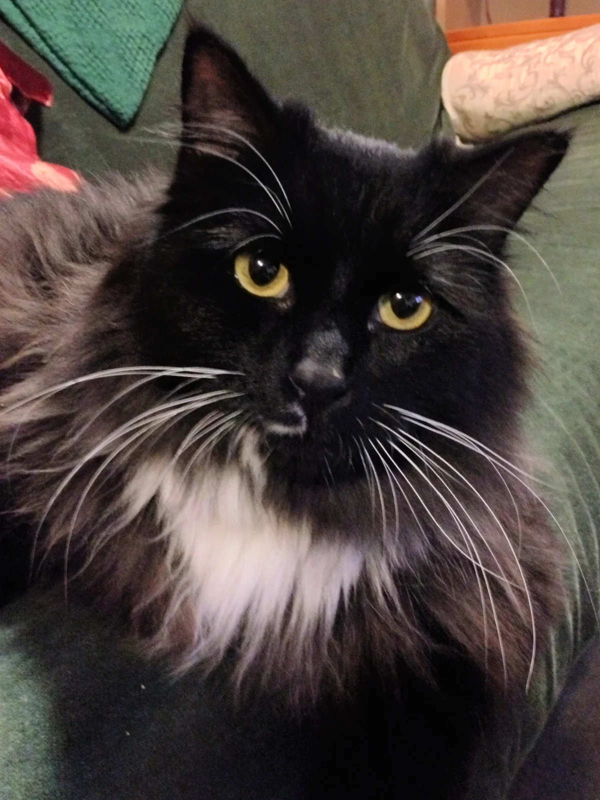 Salty the cat is pictured in a snapshot.