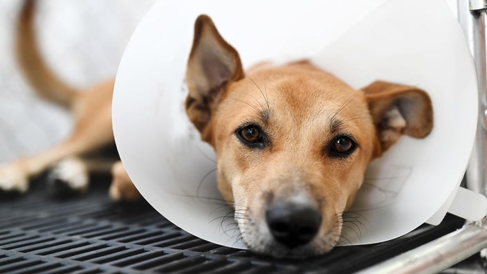 When Is The Right Time To Spay/Neuter A Dog? - Goodrx