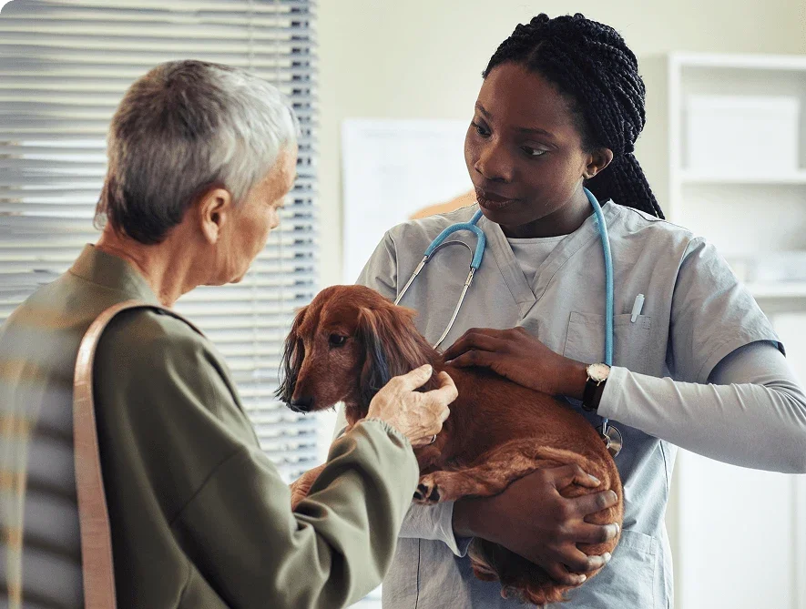 Help your pup stop itching article image