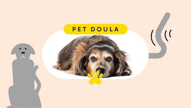 Pets: pet care pet doula featured image