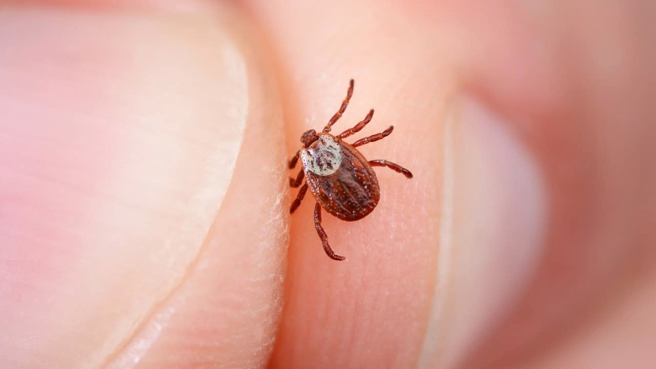 lyme-disease-climate-change.jpg