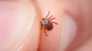 lyme-disease-climate-change.jpg