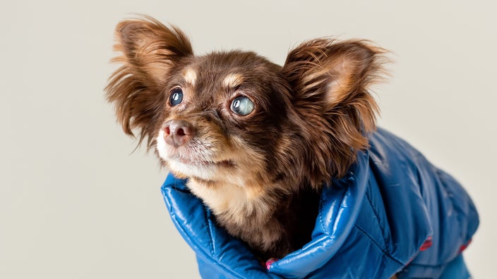 Dog with cataracts in front of a light background.