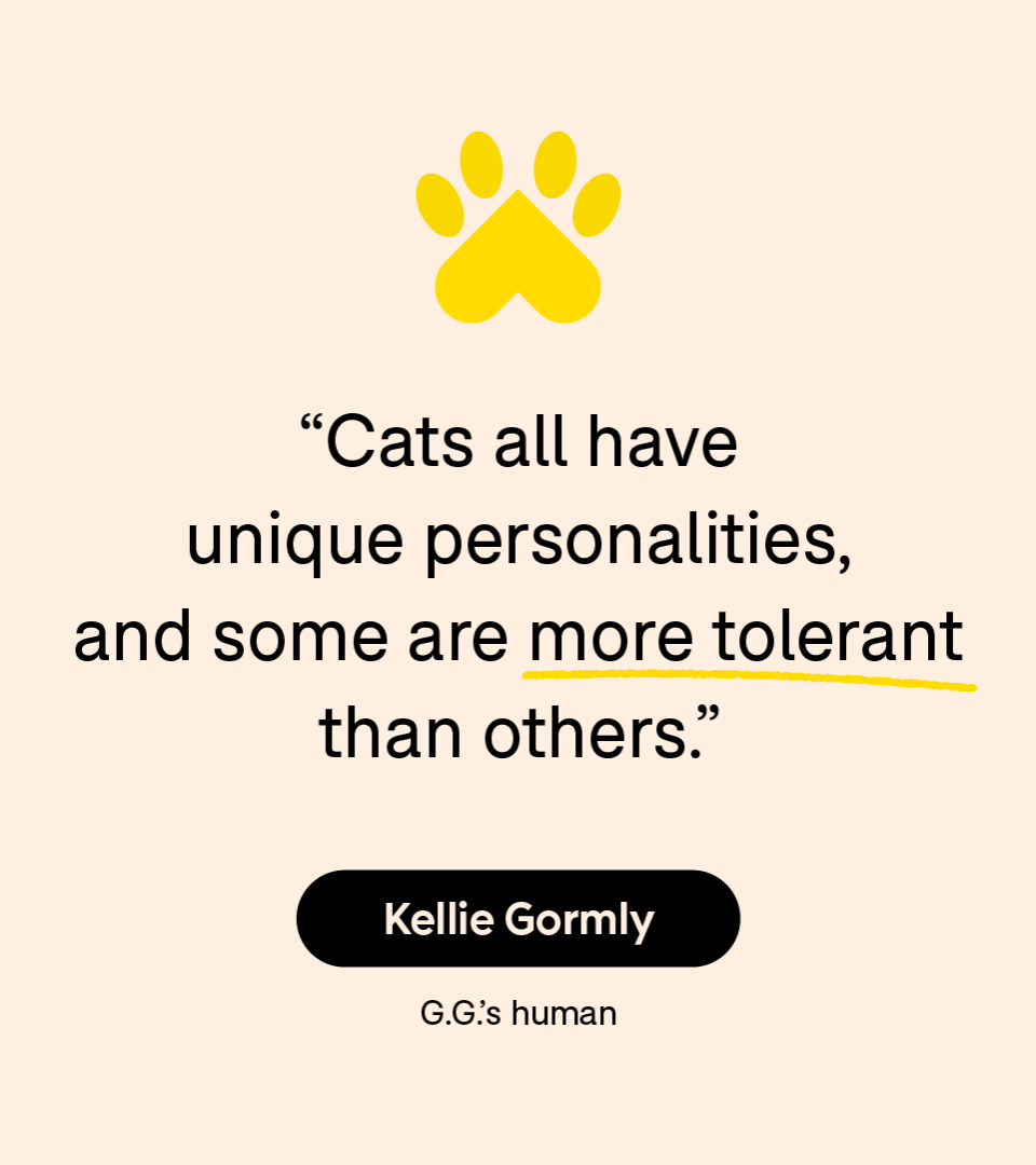 “Cats all have unique personalities, and some are more tolerant than others.” — Kellie Gormly
