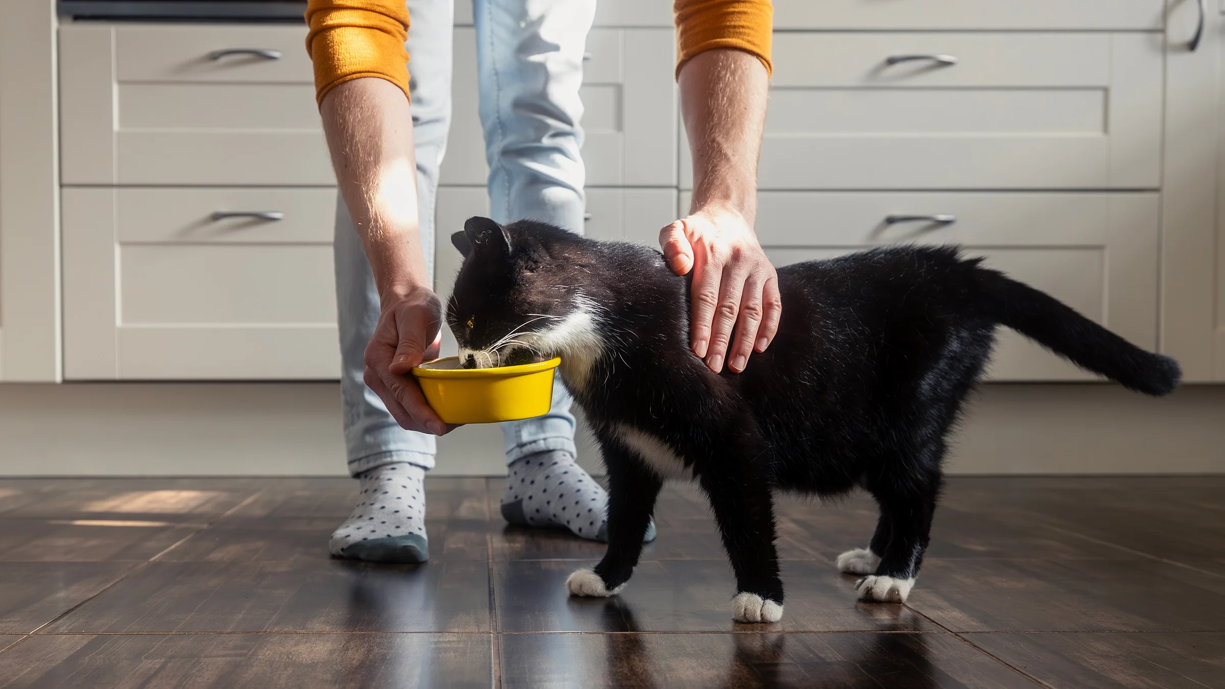 A cat eats food from a bowl.