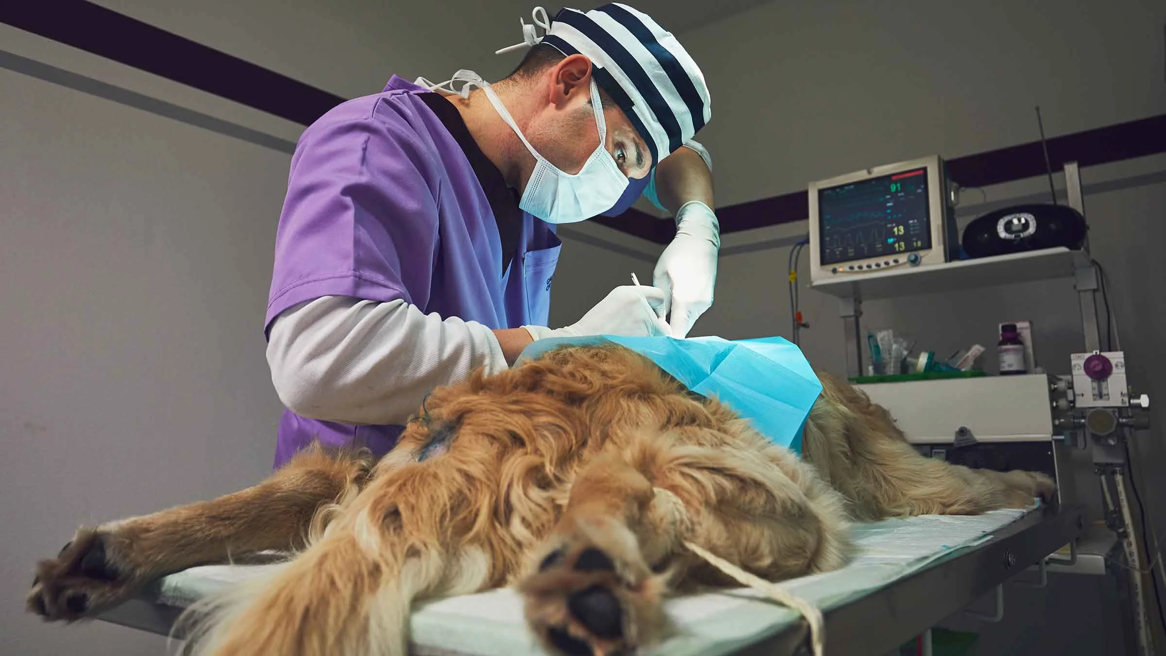A veterinarian performs surgery on a golden retriever.
