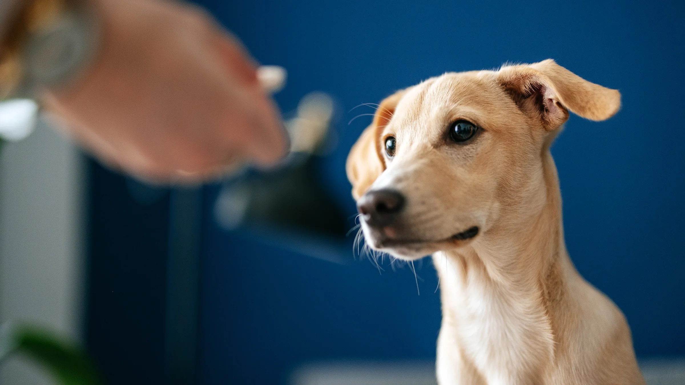 An owner is hand-feeding their dog a pill in a close-up.