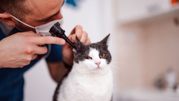 pets: closeup vet examining cat ear 1490713593
