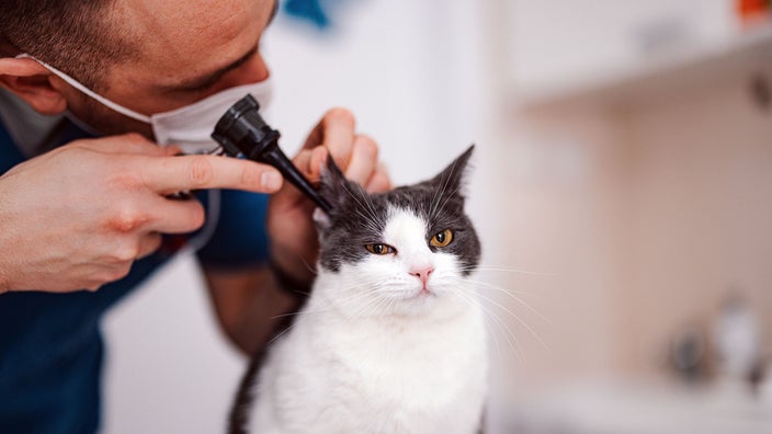 A veterinarian is examining the ear of a cat in a clinic.