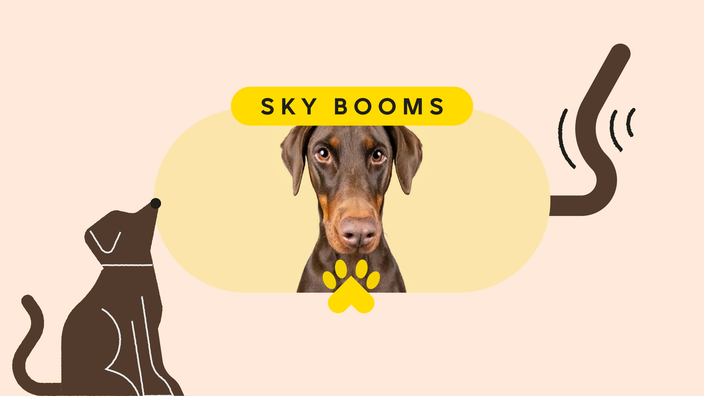 Dogs thunderstorms remedies cheap