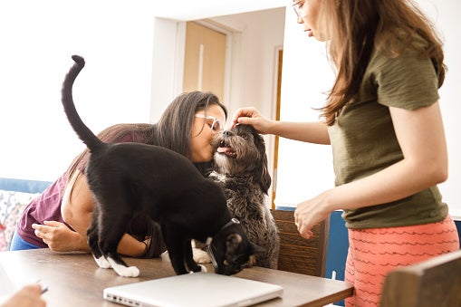 Two young women playing with their two pets at the dinning table. One small lhasa apso dog and one black and white cat.