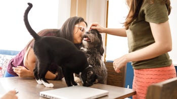 Health: Pets: GettyImages 1304561534