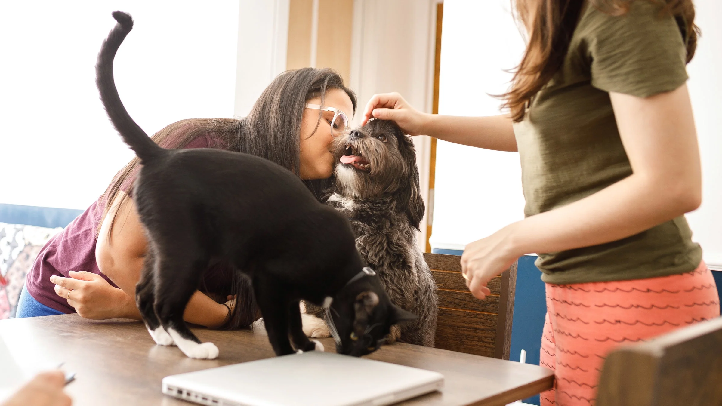 Two young women playing with their two pets at the dinning table. One small Lhasa Apso dog and one black and white cat.