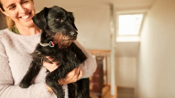 Dog: woman carrying dog 1303700018