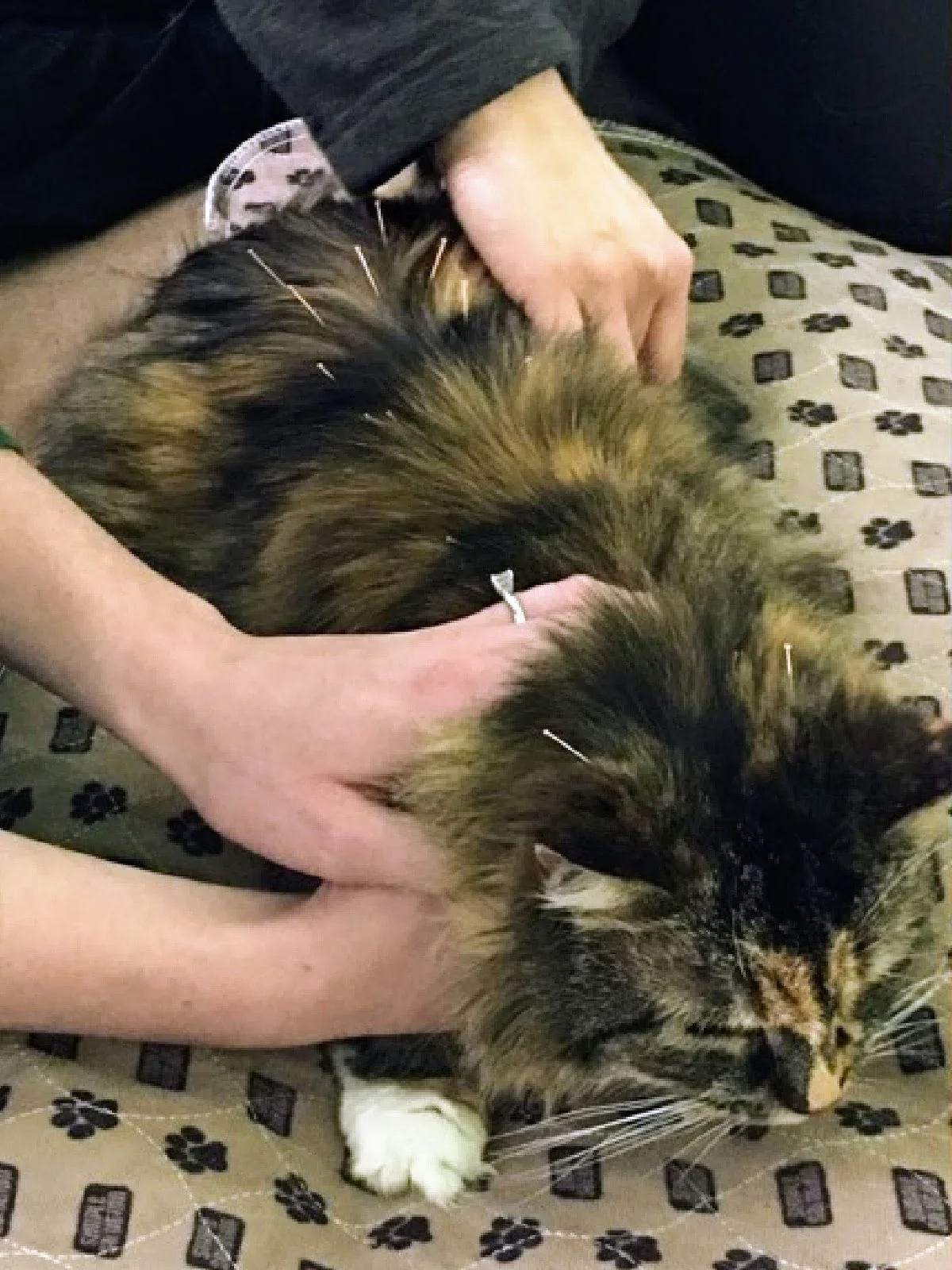 Gracie the cat is pictured getting an acupuncture treatment.