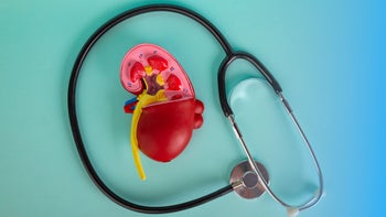 Health: Kidneys: still life kidney stethoscope 1412868038