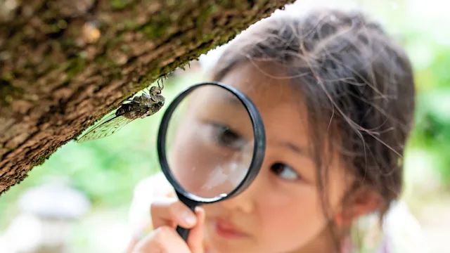 Environmental: girl looking at cicada with magnifying glass 1333693925