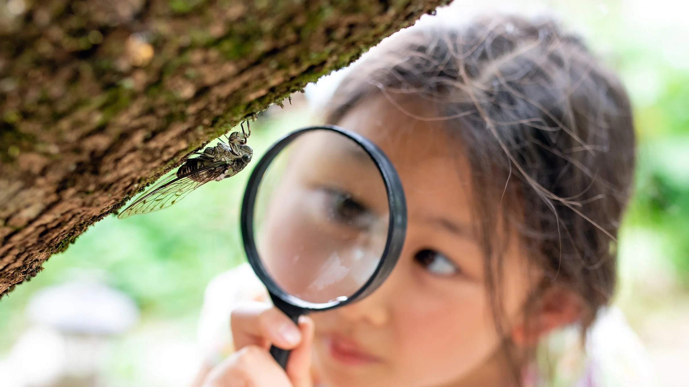Girl looks at a cicada with a magnifying glass