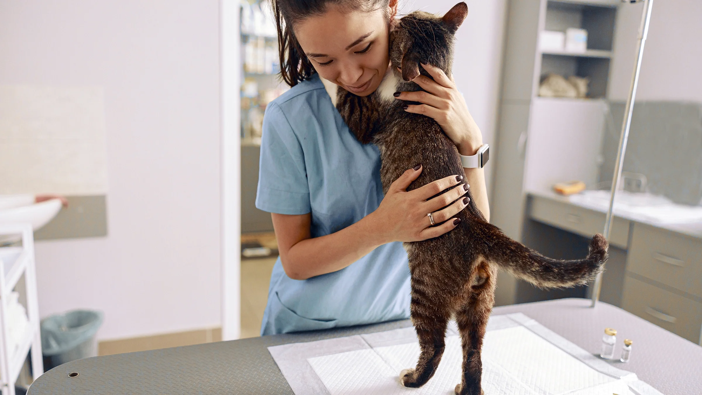 Veterinarian embraces cat on a table in clinic.