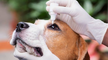 Dog: closeup eye drops beagle 1282142676