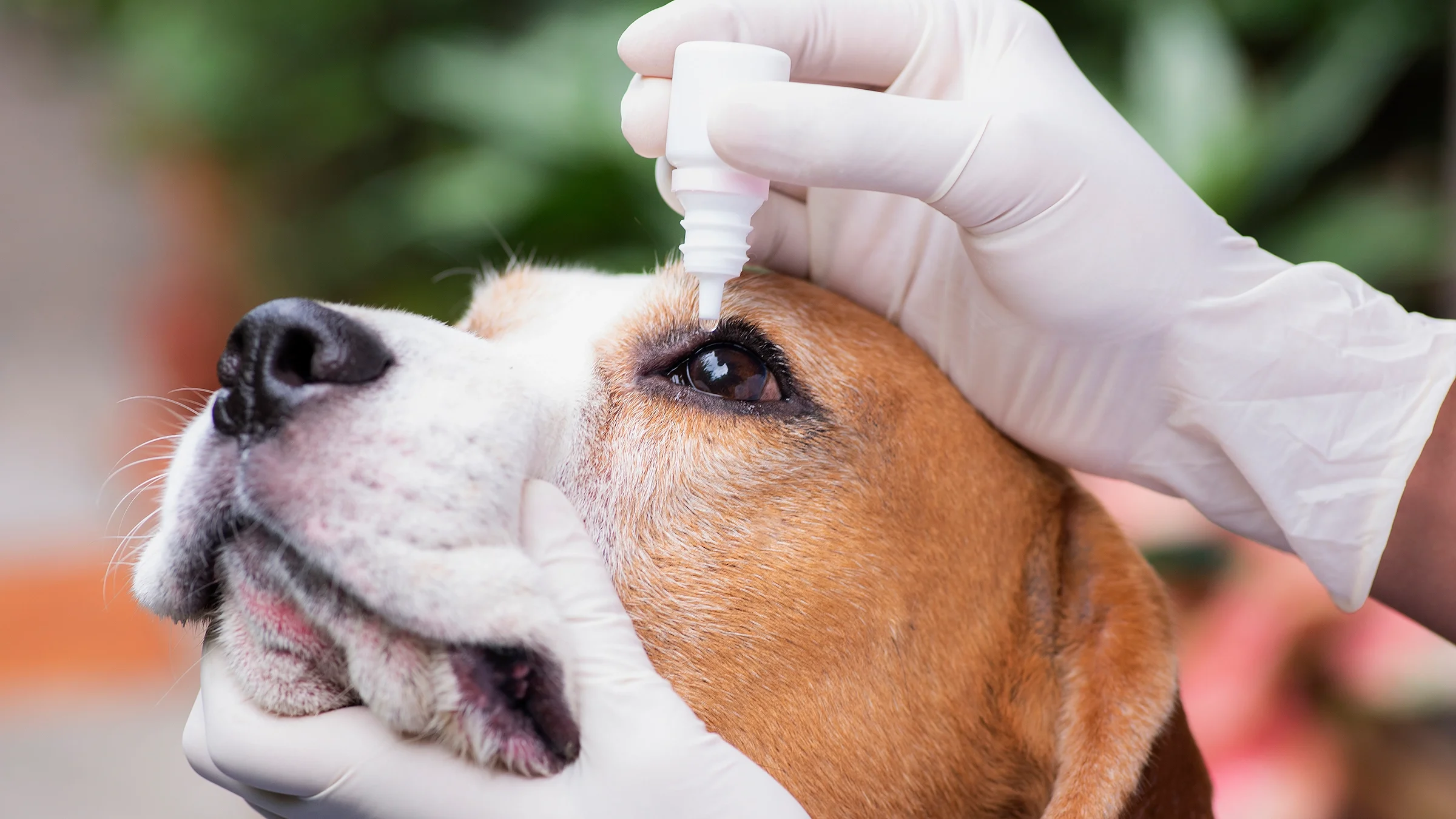 A person wearing gloves puts eye drops in a beagle’s eyes.