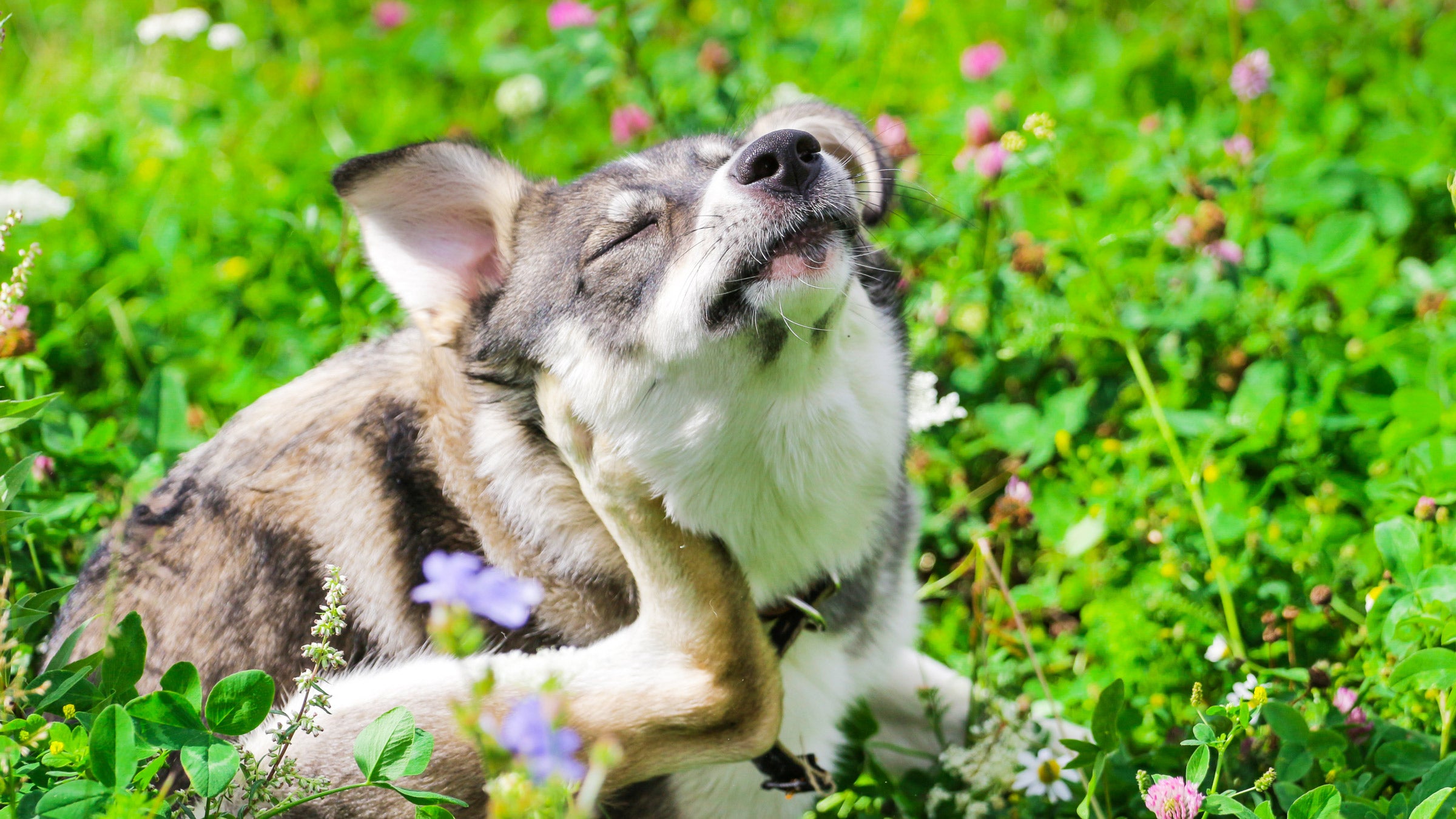 Dog: Allergies: itchy dog scratching in grass 1084219340