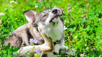 Dog: Allergies: itchy dog scratching in grass 1084219340
