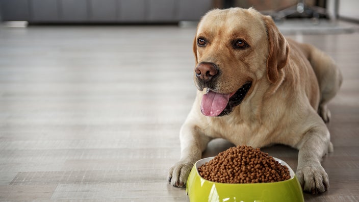what can i feed my dog to lose weight