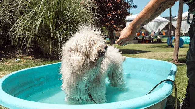 dog: dog in kiddie pool 1412293332