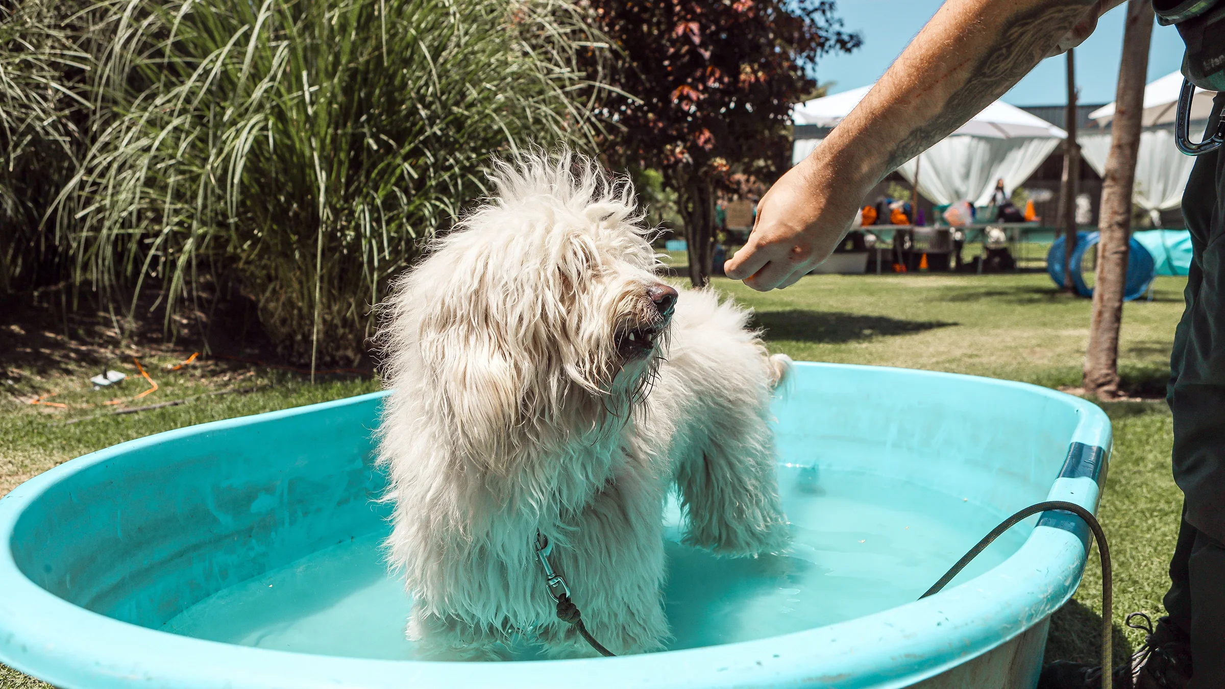 A dog with a long fur coat cools off in a kiddie pool.