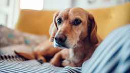 Trilostane is used to help treat hyperadrenocorticism in dogs, otherwise known as Cushing’s disease. Your veterinarian will decide whether it’s right for your dog, but here are some things to know before you consider this medication.