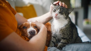 pet: owner petting cat and dog 1795133707