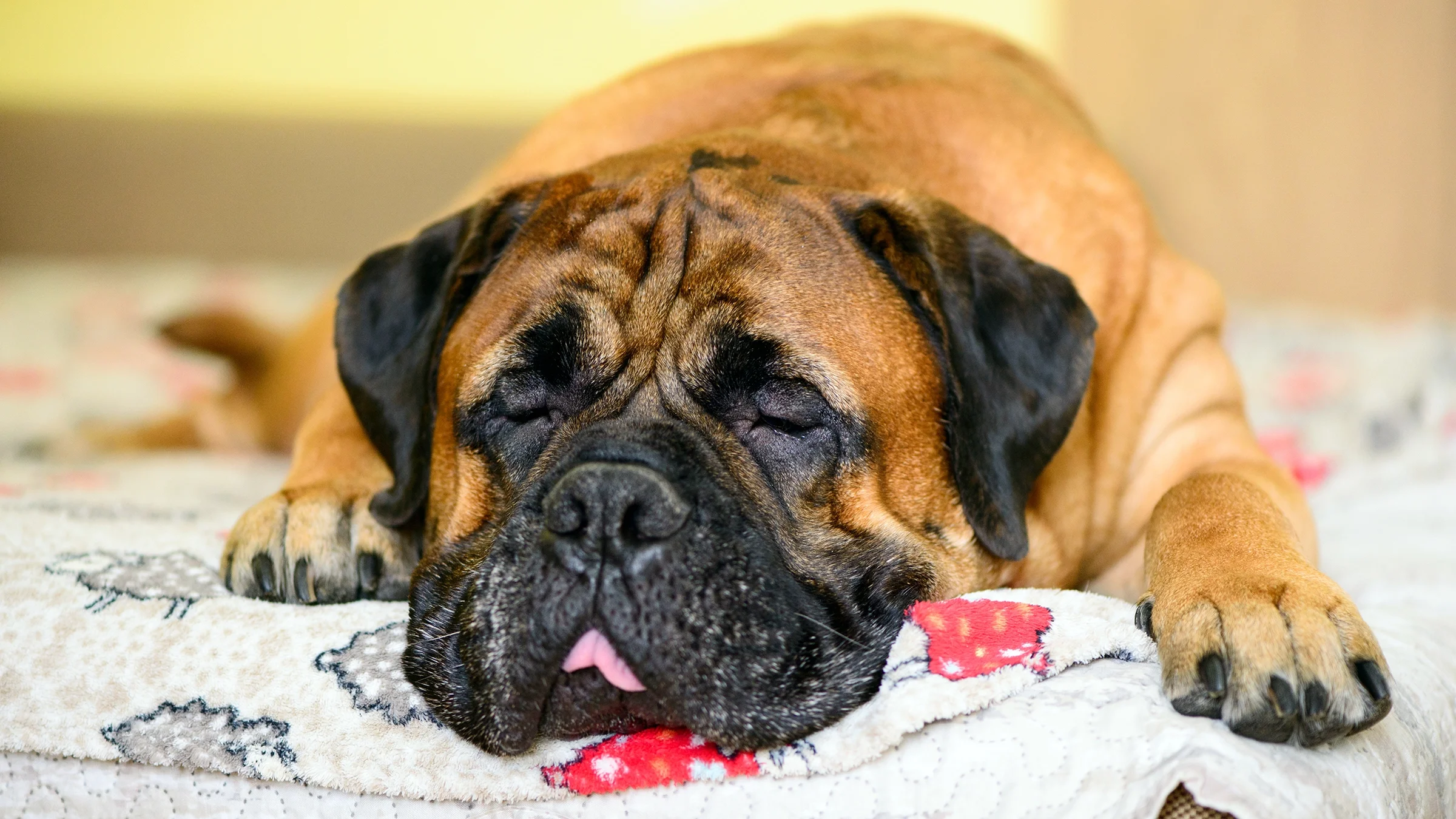 Mastiff dog sleeping on a blanket.