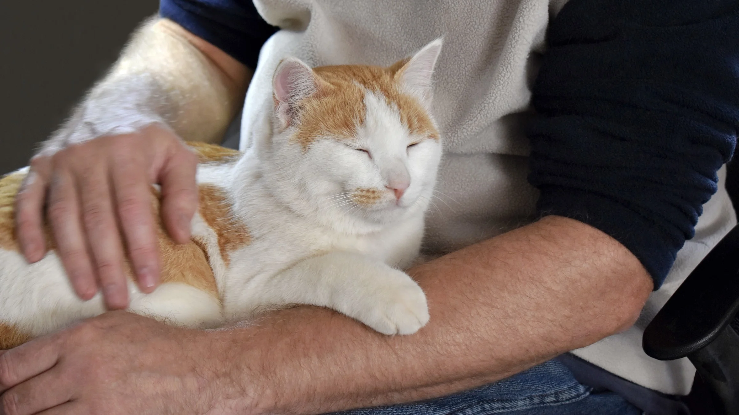 A cat lies on its owner's lap.