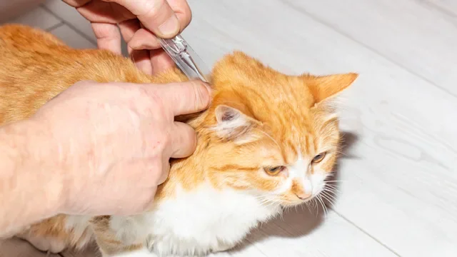 cats: flea prevention for cat 1450285320