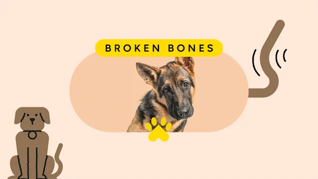Patient experiences: pet care broken bones pet featured image