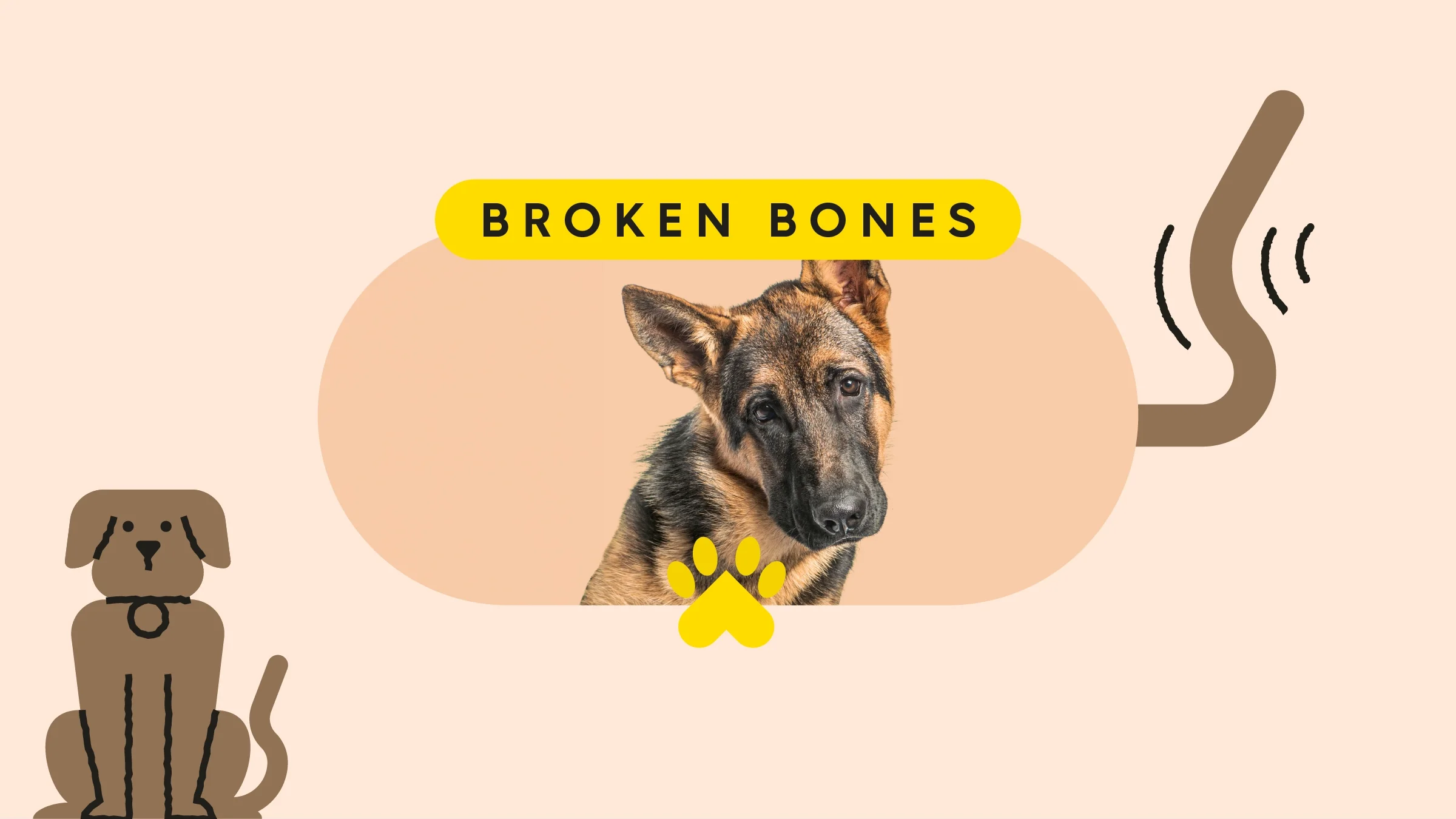 Tan background with illustrated brown dog on the left side. In the center is an oval cropped image of a German shepherd on a peach-colored background. The text above the image reads: “Broken bones.” There is also an illustrated tail wagging on the right side of the image.