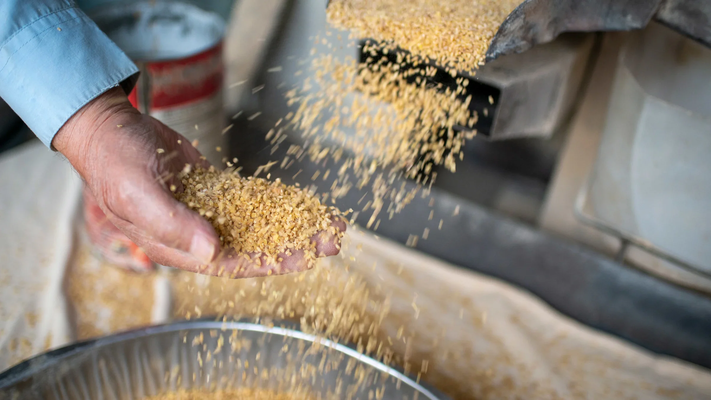 Close-up of a grain mill pouring wheat, barley, and other grains into a pan while a man's hand holds a handful above the pan.
Dogan Kutukcu/iStock via Getty Images