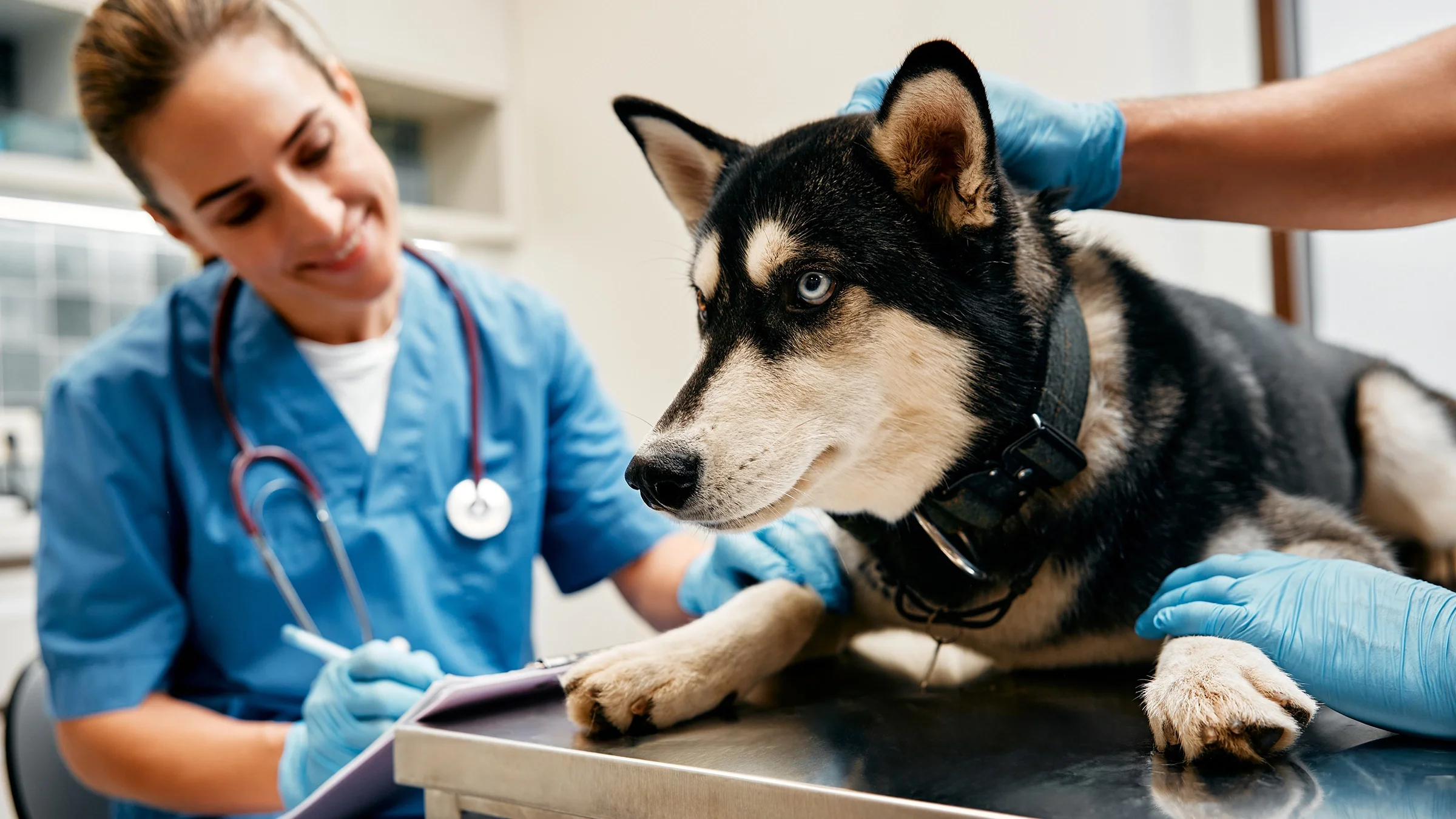 A dog lying on a table is examined by a veterinarian.