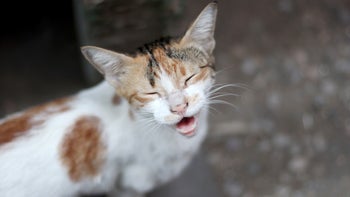 cat: portrait of cat meowing 1331234039