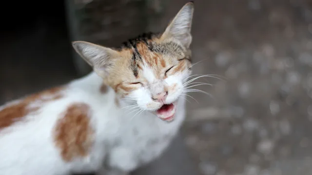 cat: portrait of cat meowing 1331234039