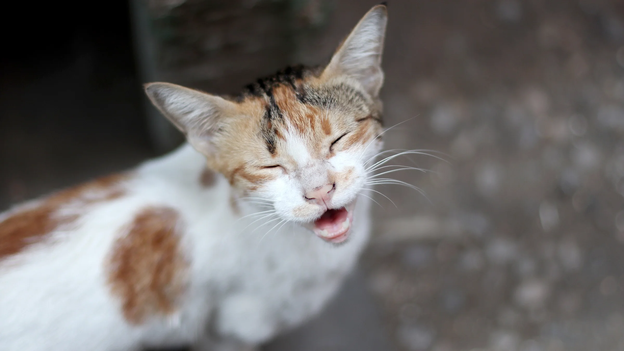 Portrait of a cat meowing.