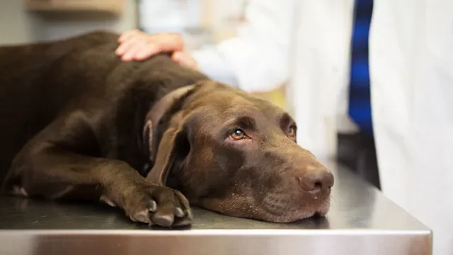 dog: chocolate lab at vet 929873726