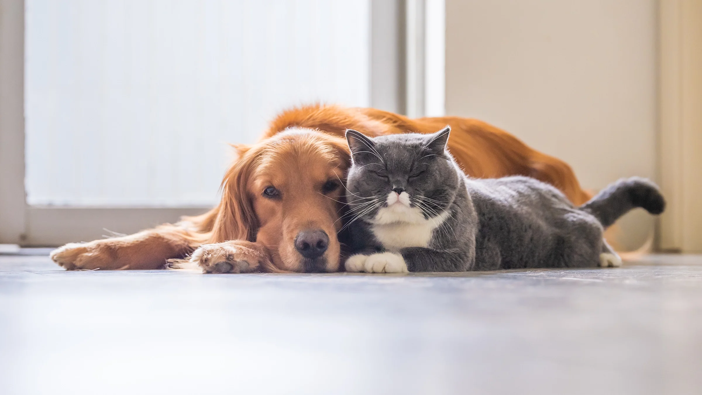 Golden retriever and gray cat snuggled up in the sun.