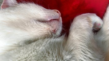 Cat: closeup cat acne on chin 1370200129