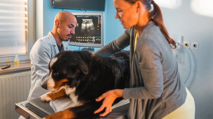 A Saint Bernard is being examined at the vet. 