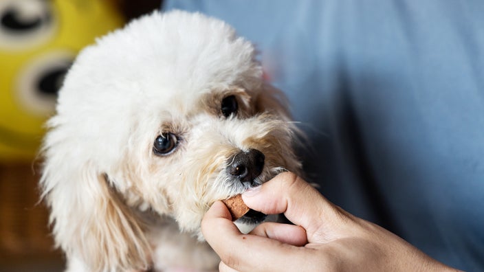 An owner feeds a poodle a chewable medication for heartworm prevention.