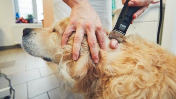 Dog: Mast cell tumor: dog with tumor 868086172